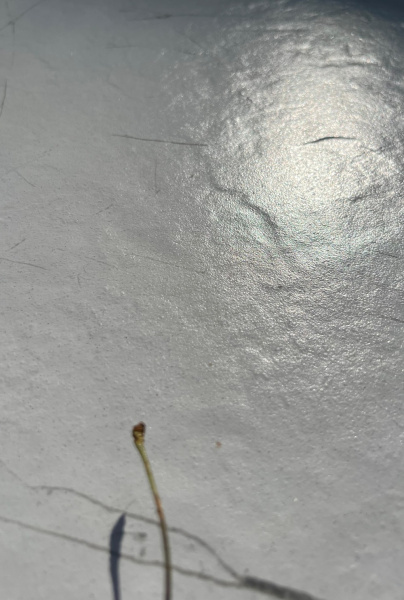 Керамогранит Cerrad Marmo Thassos White Rect 59,7х119,7 